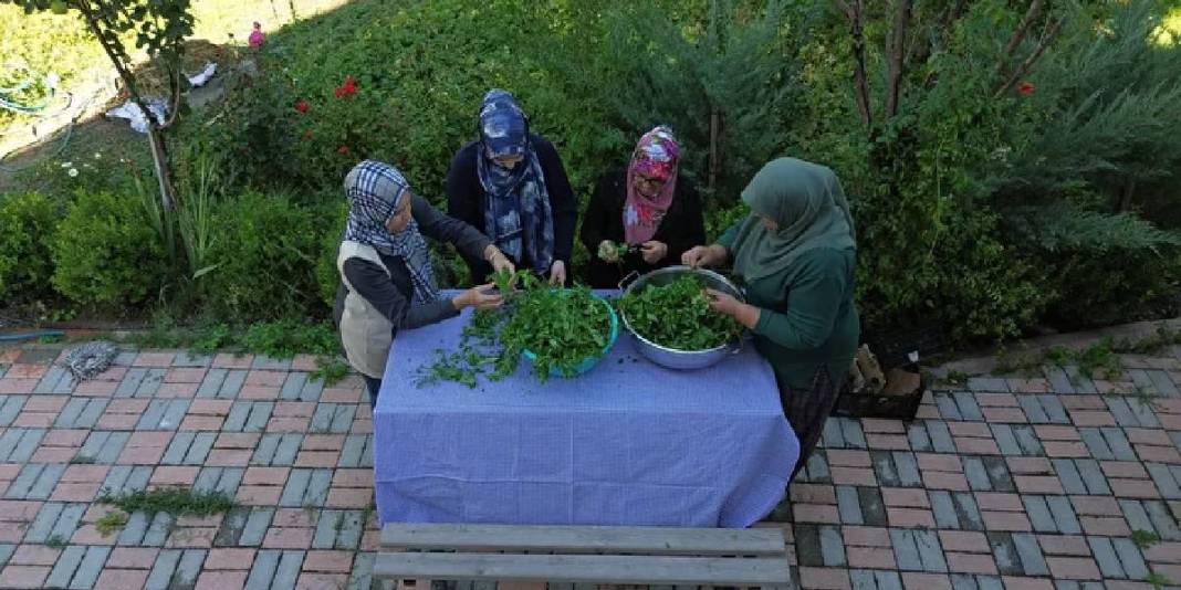 Naneden pekmez yaptı, kapış kapış sattı! Kilosu 200 TL: İstanbul, Bursa, Eskişehir, Sakarya… Hepsi alıyor! 2